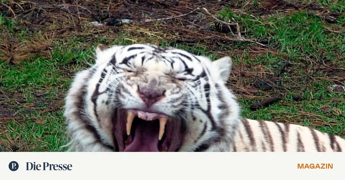 Warum reckt und streckt man sich in der Früh?